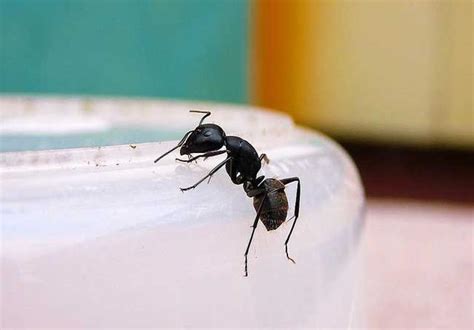 房間螞蟻很多 家裡有鳥窩